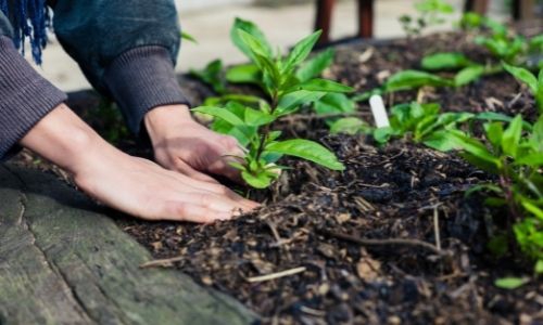 Pielęgnacja ogrodów